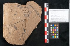 Foto (Objekt + Etikett) von Sequoia hardtii Endl. (NHMW-GEO-2024-0188-8254)